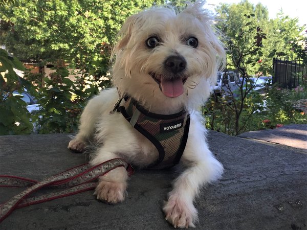 Pet of the Week: Nickelodeon