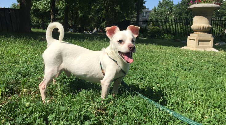 Pet of the Week: Old Glory