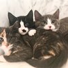 Pets of the week: kitty trio