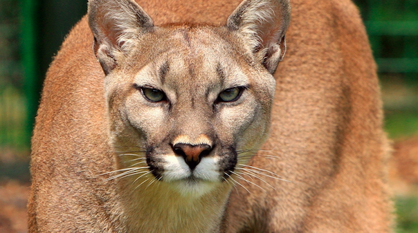 Mountain Lion