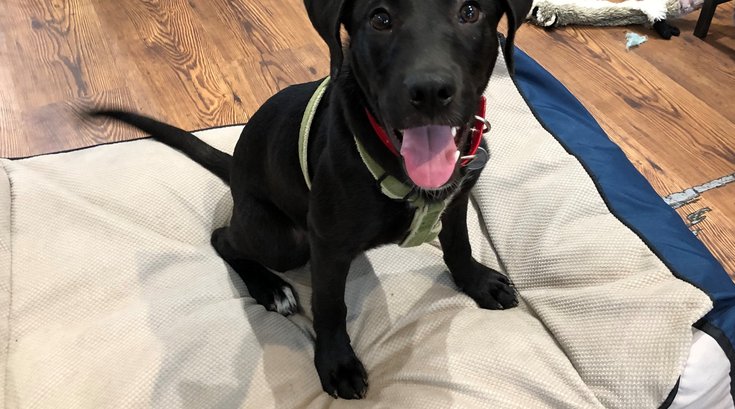 Pet of the Week: Hero