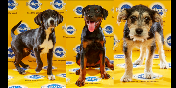 Puppy Bowl XII