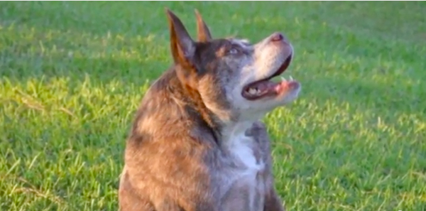 062715_dogquasimodo