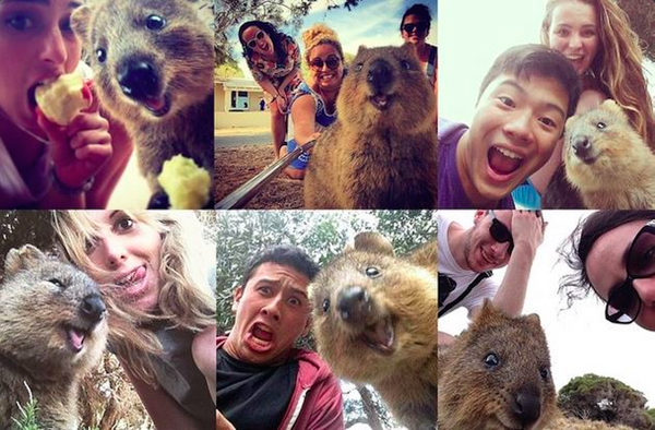 03052015_Quokkas