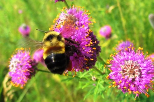 Rusty Patched Bumblebee
