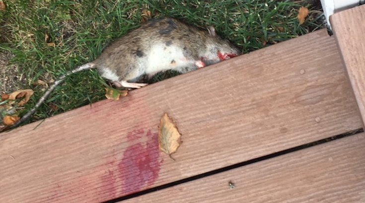 Rats in Longport