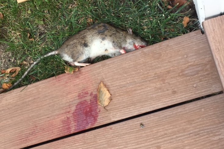 Rats in Longport