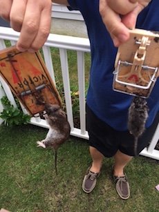 Rats in Longport