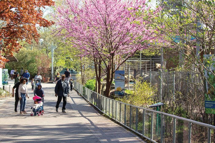 Red bud (Cercis canadensis)
