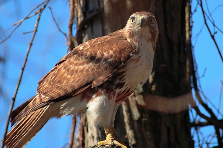 Chester County restaurant invaded by red-tailed hawk | PhillyVoice