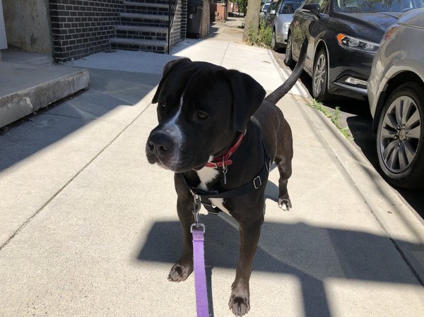 Pet of the Week: Rhino