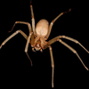 073115_spiders