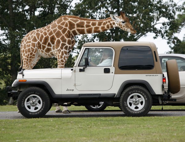 Six Flags Great Adventure Safari