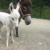 Mini-Donkey Baby
