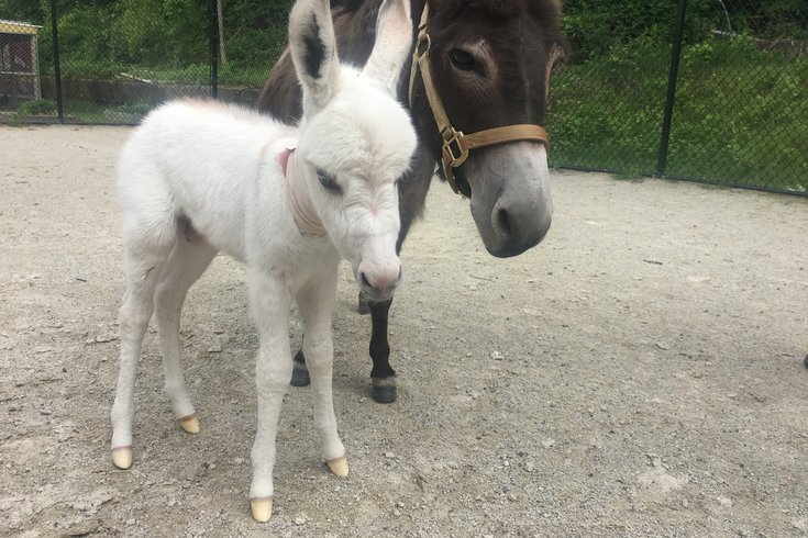 Mini-Donkey Baby