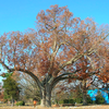 Salem Oak Tree