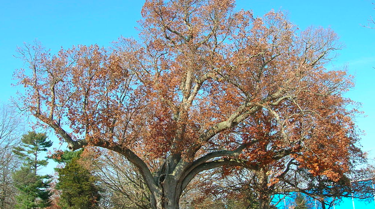 Salem Oak Tree