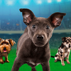Puppy Bowl XI: Team Ruff vs. Team Fluff
