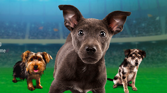 Puppy Bowl XI: Team Ruff vs. Team Fluff