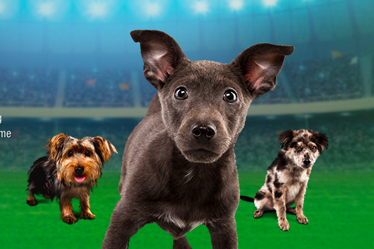 Puppy Bowl XI: Team Ruff vs. Team Fluff