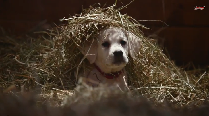 012815_Budweiser_screengrab