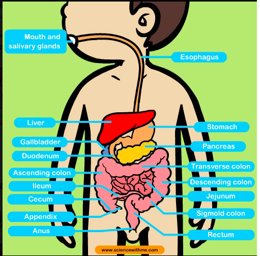 Healthy Gut