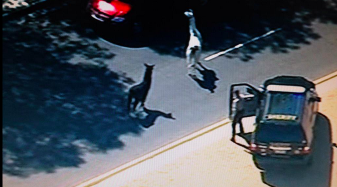 llama