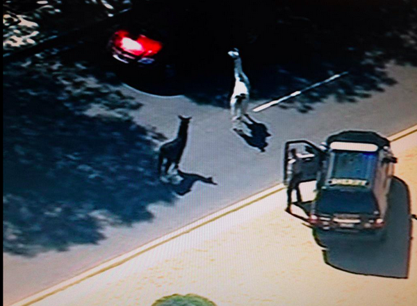 llama