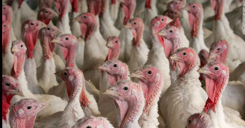 Us-exports-risk-bird-flu- | PhillyVoice