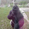 041715_gorilla