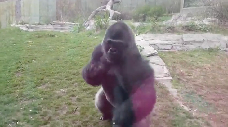 041715_gorilla