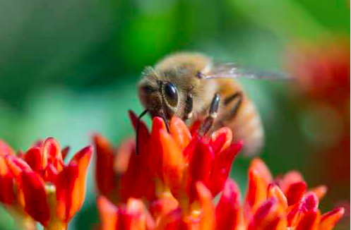 042115_bees