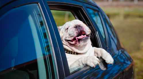 05315_dogpool