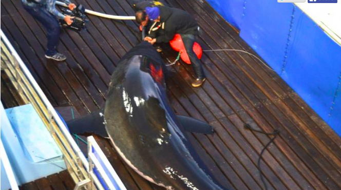 Mary Lee, a great white shark