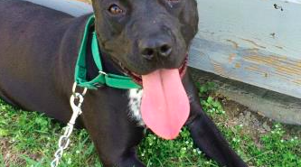 051715_CCanimalshelter