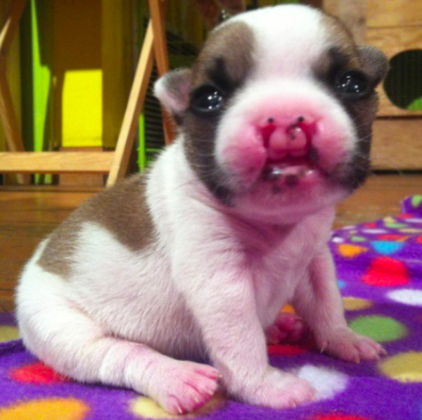 Lentil 