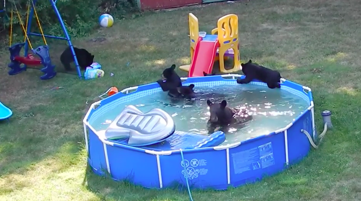 Bear pool party
