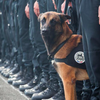 Diesel French police dog