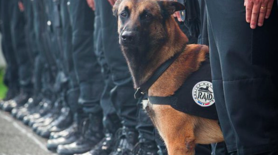 Diesel French police dog