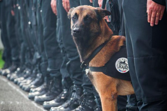 Diesel French police dog