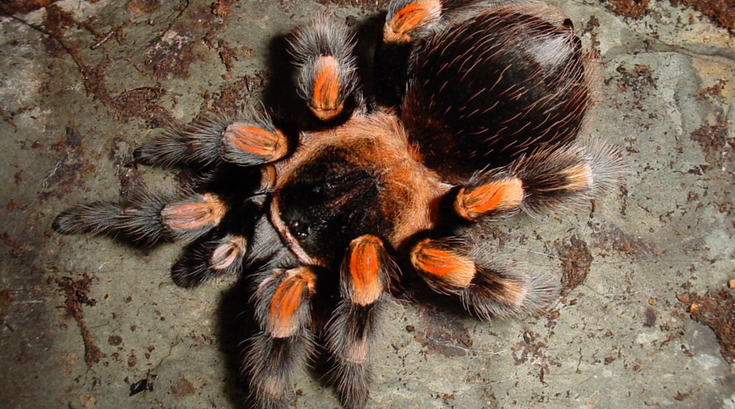 Tarantula 