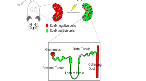 Kidney cells regrowth graphic