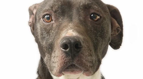 ACCT animal adoption campaign