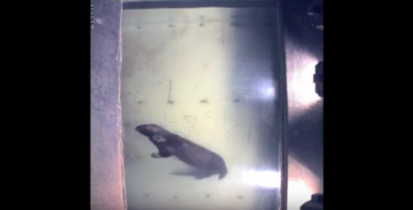 River Otter