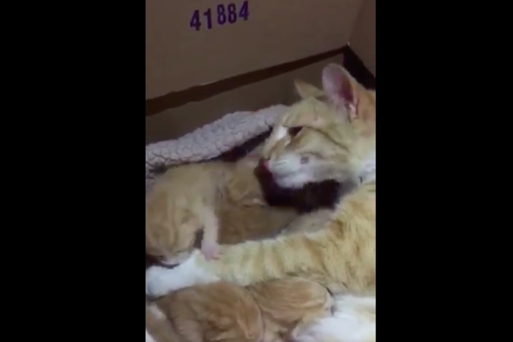 WATCH: Touching video of mama cat reunited with her babies in North  Philadelphia | PhillyVoice