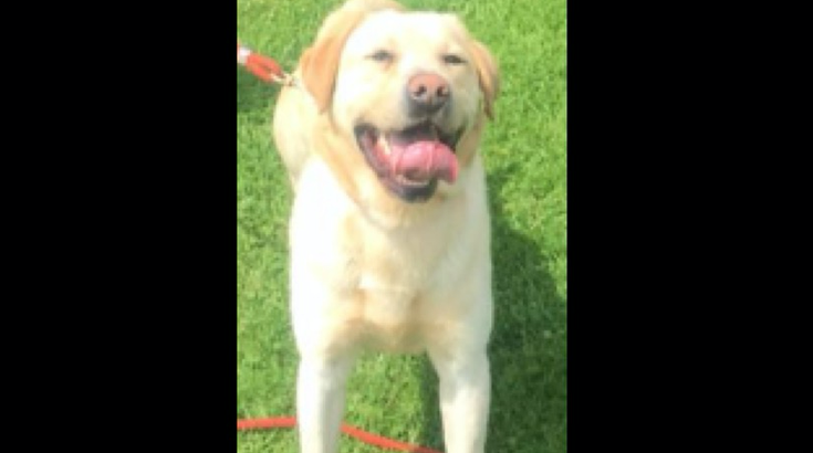 K-9 death 