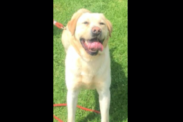 K-9 death 
