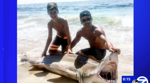 LBI Shark 