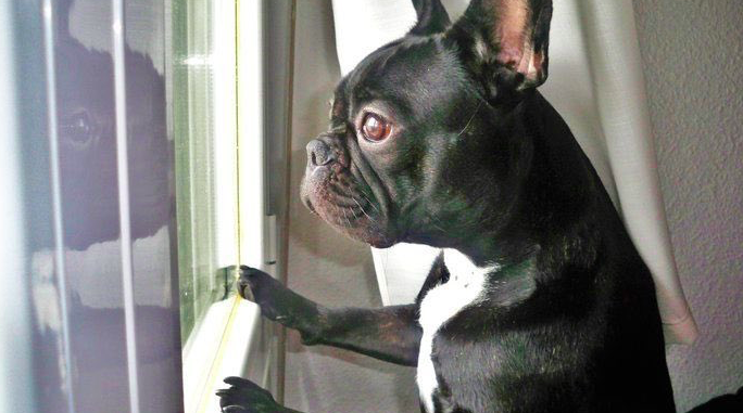 Carrie Fisher's dog 