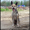 Thailand Dog rescued